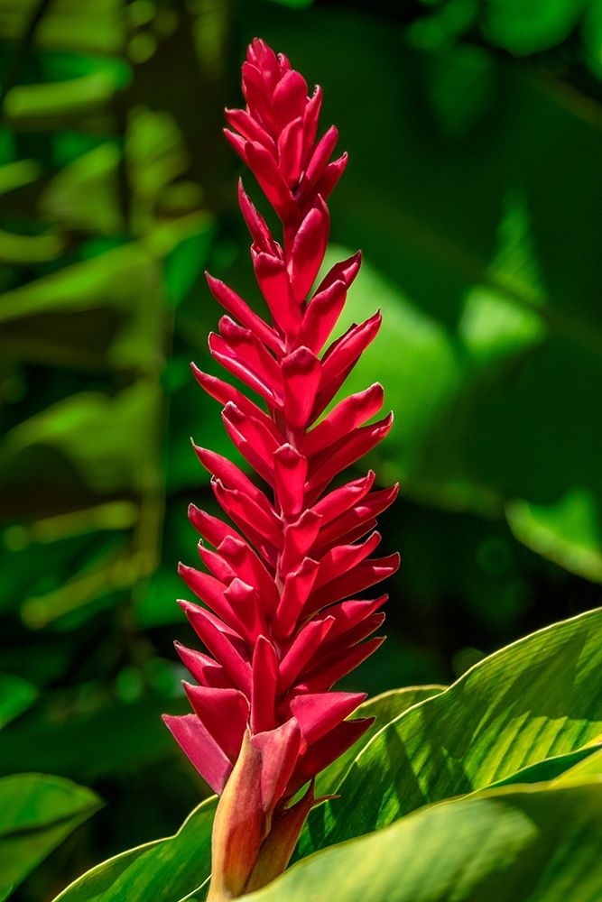 Alpinia purpurata